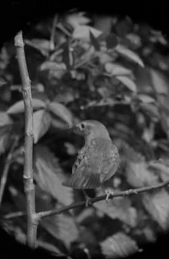 The Nightingale (1932)