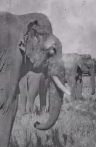 Land of the Elephants (1909)