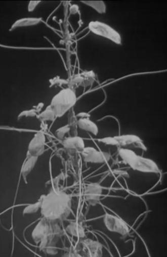The Strangler (1930)
