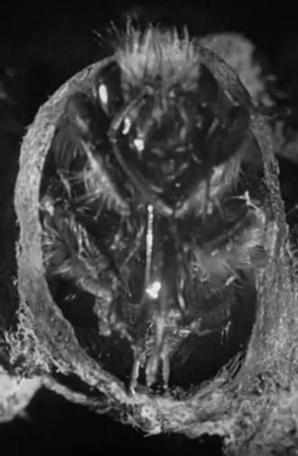 Busy Bees (1926)