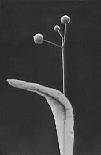 Seeds and Seed Dispersal (1920)