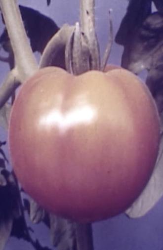 Tomatoe (1947)