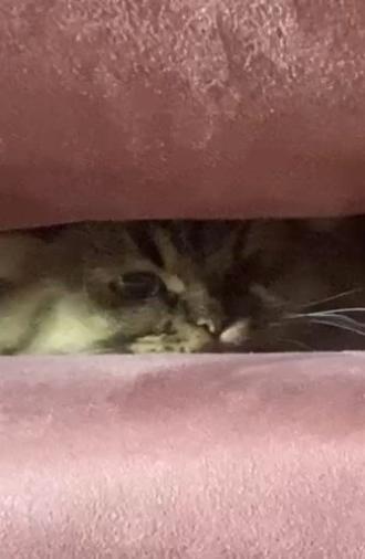 A Cat's Ascend To Claustrophobic Tranquility (2022)