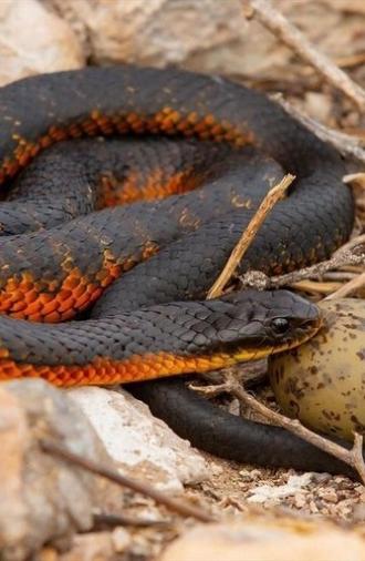 L'île aux serpents (2020)