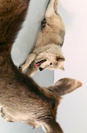 Deeparture (2005)