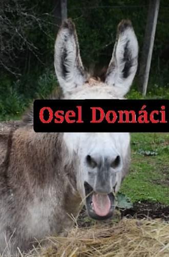 Osel domácí (2020)