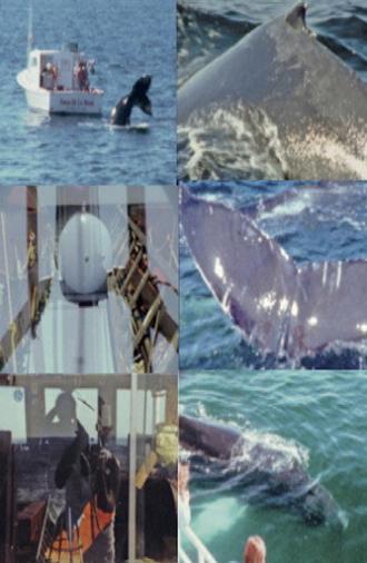 Whale Watch (2) (2022)