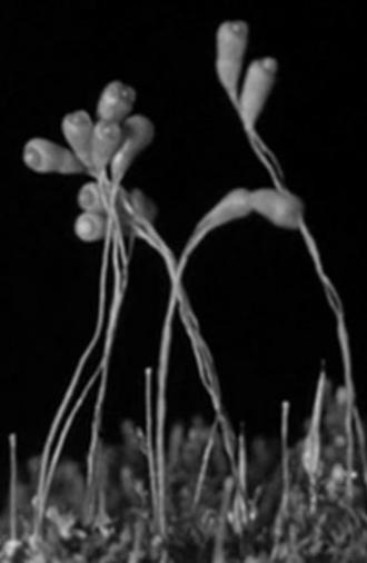 The Plants of the Pantry (1927)