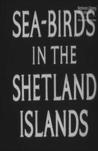 Seabirds in the Shetland Islands (1932)