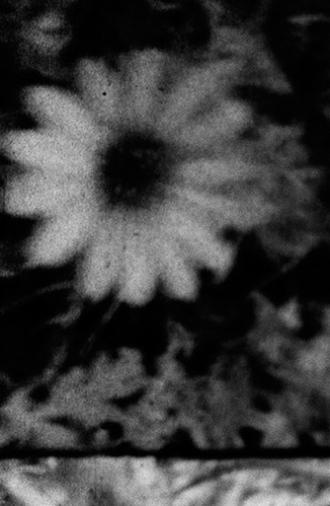 Petals and Feathers (2020)