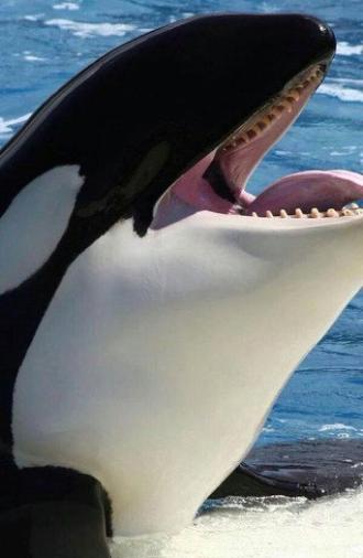 Orcas asesinas - Inteligencia al máximo (2016)