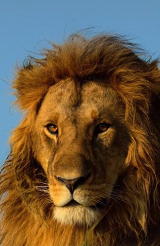 Serengeti (2023)