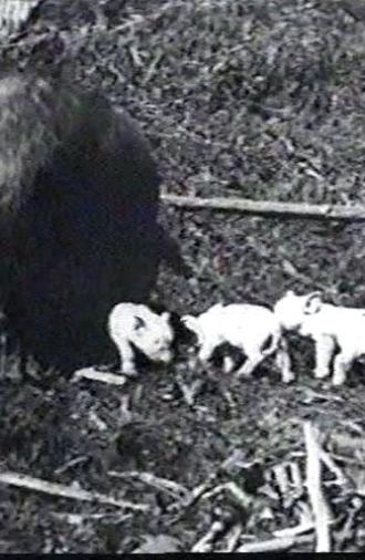 Mamma's Pets (1898)