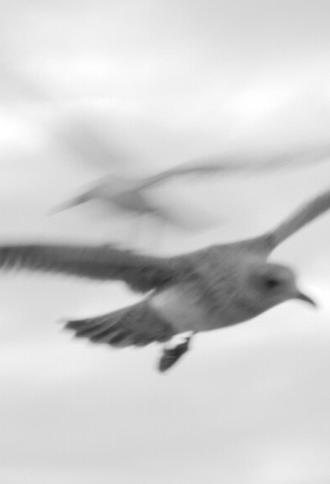 In Mist or Cloud (2023)