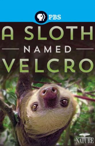 A Sloth Named Velcro (2014)