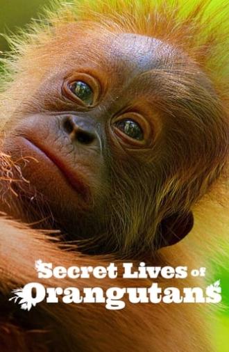 Secret Lives of Orangutans (2024)