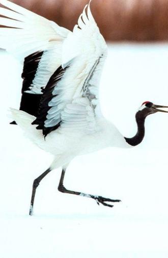 Dance Of The Crane (2025)