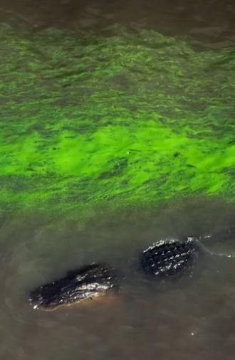 River of Grass (2025)