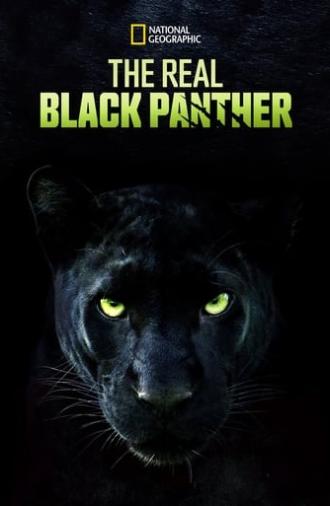 The Real Black Panther (2020)