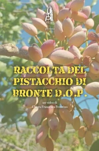 Raccolta del pistacchio di Bronte D.O.P. (2021)