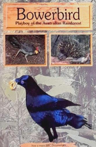 Bowerbird: Playboy of the Australian Rainforest (1996)