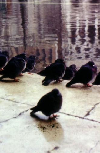 City by the Sea, or how to survive in Venice (1970)