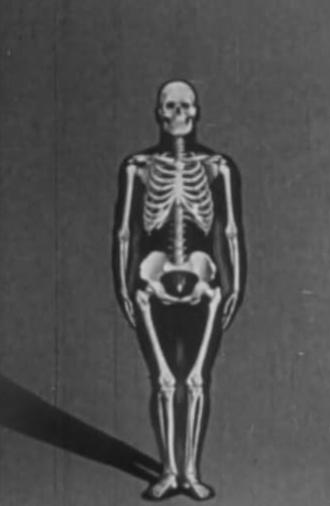 Human skeleton, structure and joints - Part I (1951)