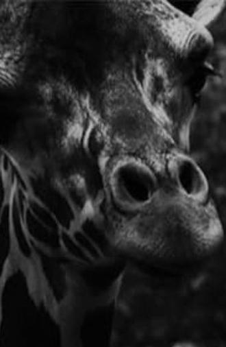 Marbled Golden Eyes (2024)