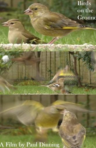 Birds on the Ground (2023)