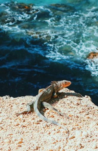 Puerto Rico: Island of Enchantment (2017)