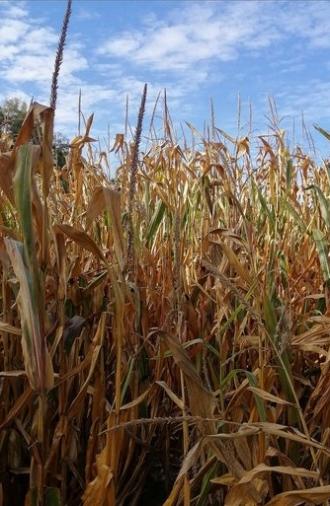 The Temple of Augustus and Livia seen near Saint-Prim (2025)