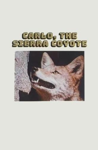 Carlo the Sierra Coyote (1974)