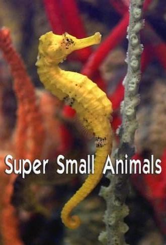 Super Small Animals (2017)