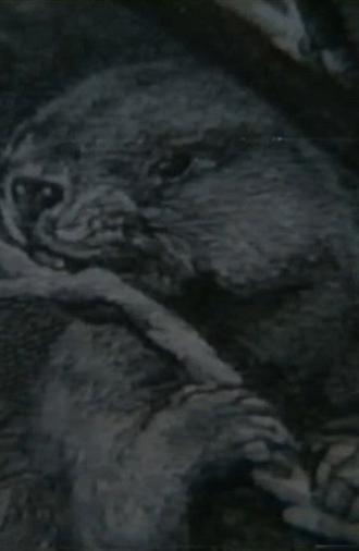 Beaver Report (1979)