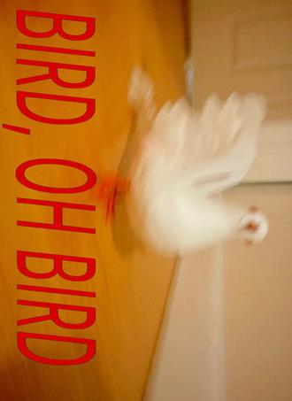Bird, Oh Bird (2026)