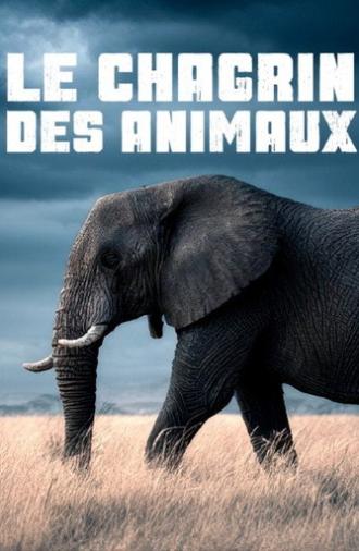 Le chagrin des animaux : mythe ou réalité ? (2025)