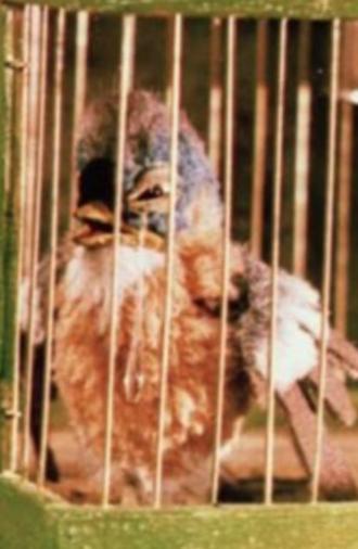 Gazouilli, petit oiseau (1954)