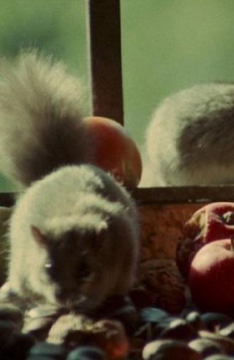 Dormouse (1977)