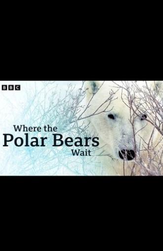 Where the Polar Bears Wait (2024)