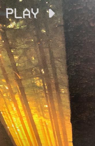 In The Forest (2025)