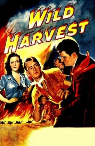 Wild Harvest (1947)