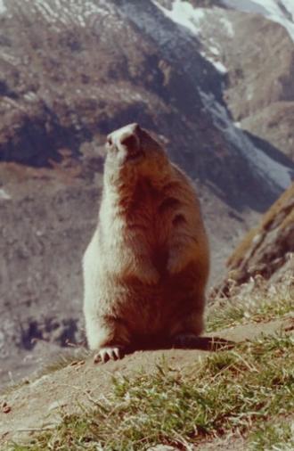 Marmot (1966)