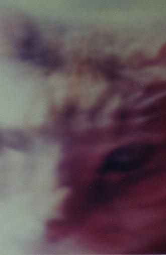Two Cats (1999)