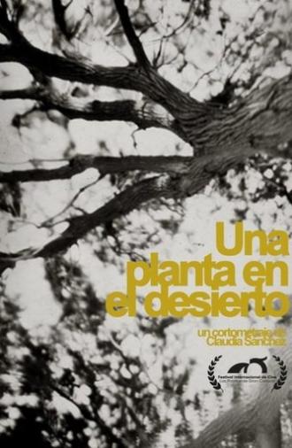 A plant in the desert (2021)