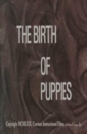 The Birth of Puppies (1969)