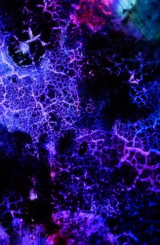 Elementary Phrases (1994)