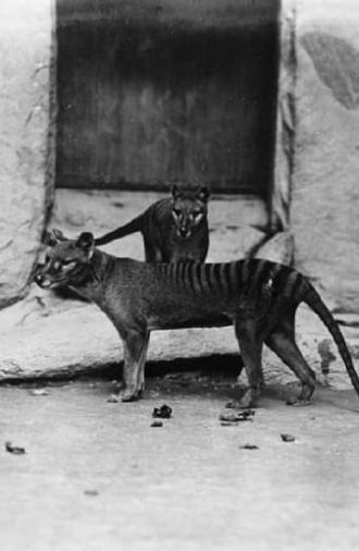 Thylacine Film (1933)