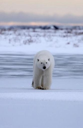 Polar Bear Country (2025)