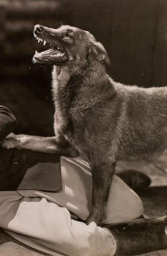 The Hound of Silver Creek (1928)