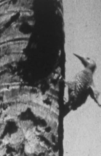 Oxford University Cayman Islands Expedition (1938)